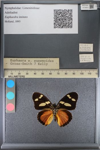 Media type: image;   Entomology 194812